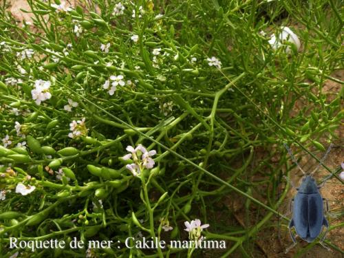 Réf. 195 663 : Phyllotreta cruciferae
